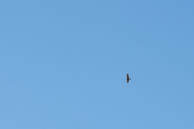 Falco di palude  - Francesco Pepe