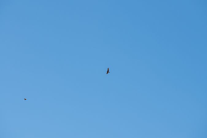 Falco di palude  - Francesco Pepe