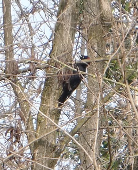 Picchio nero  - Martina Preziosi