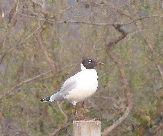 Gabbiano comune  - Luca Marinoni