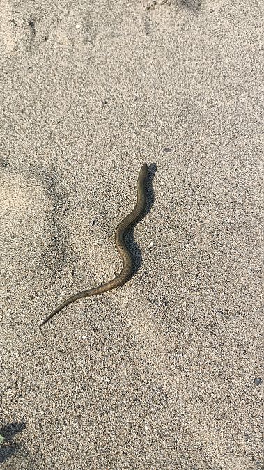 Luscengola comune  - Fabrizio Petrassi