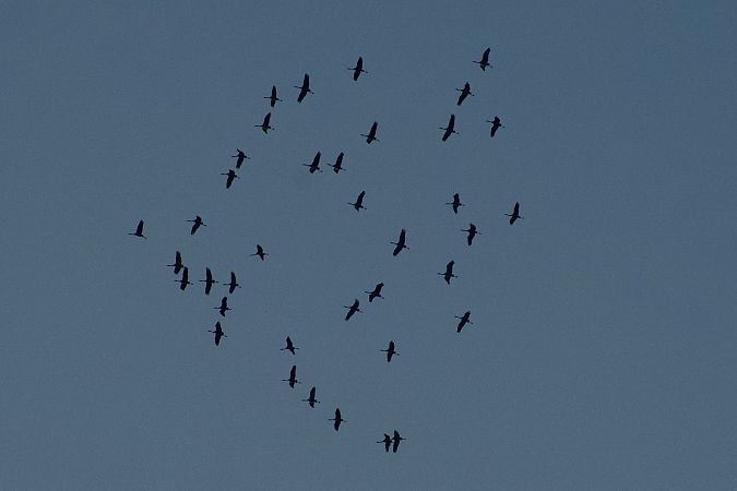 Gru  - Francesca Scolari