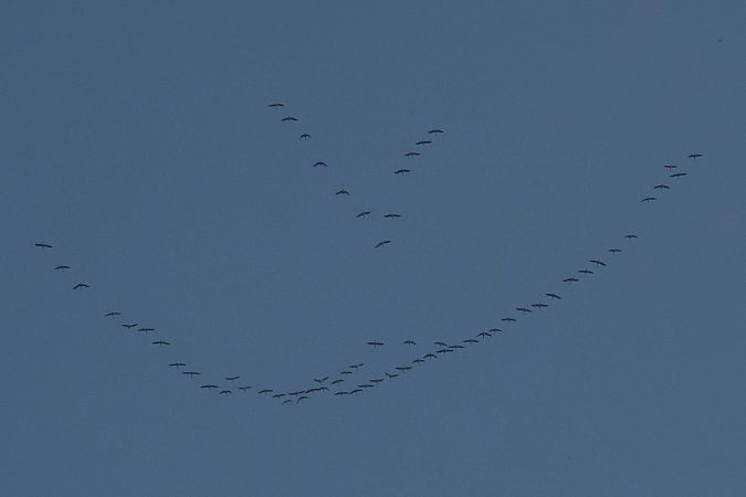 Gru  - Francesca Scolari