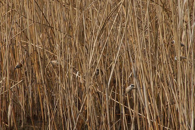Pendolino  - Francesca Scolari