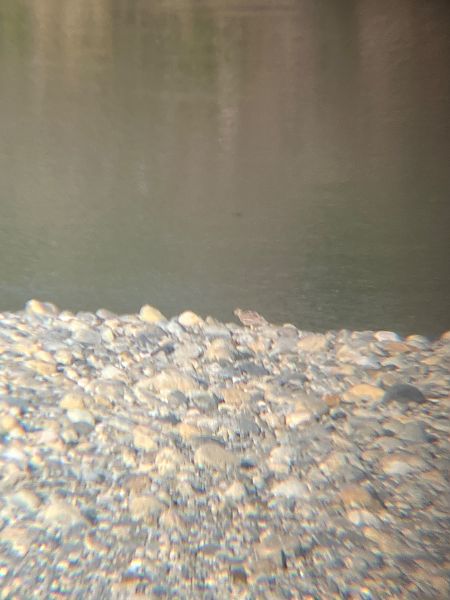 Occhione  - Francesco Daprà