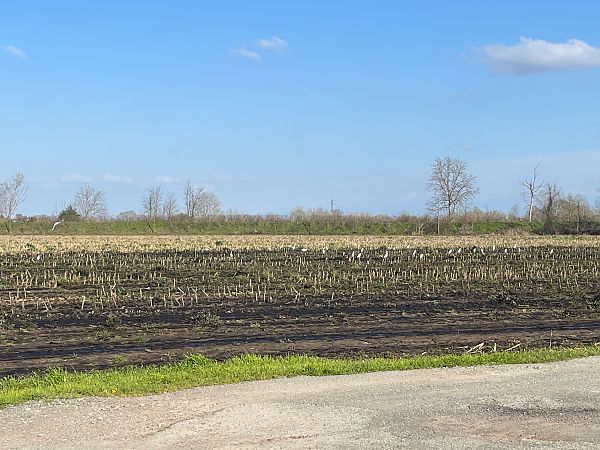 Airone guardabuoi  - Francesco Daprà
