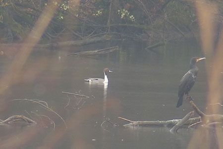 Codone  - Luciano Silei