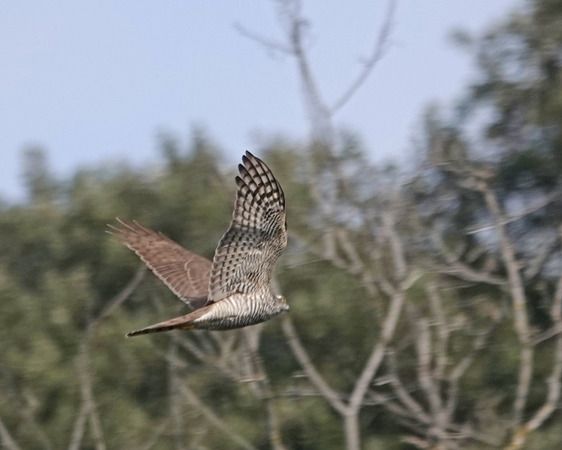 Sparviere  - Massimo Angei