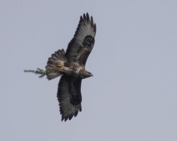 Poiana  - Massimo Angei