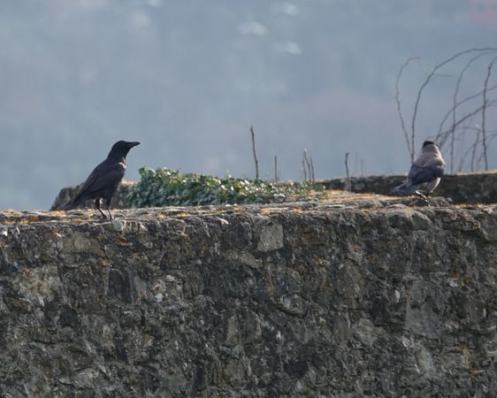 Cornacchia nera  - Massimo Angei