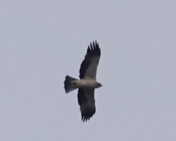 Aquila minore  - Massimo Angei