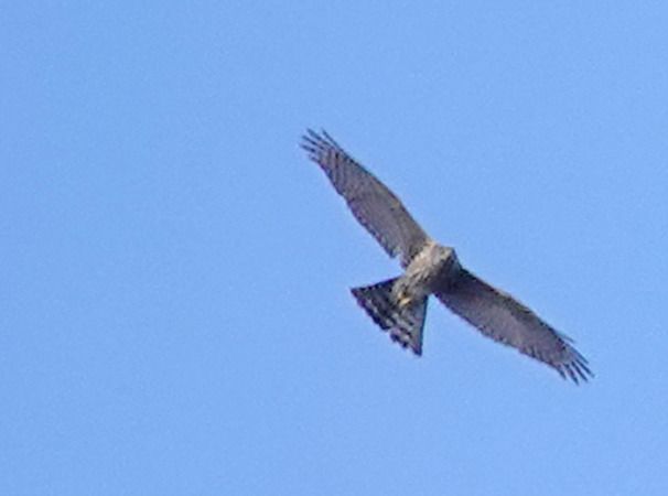 Sparviere  - Massimo Angei