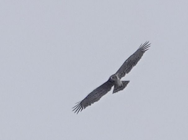 Biancone  - Massimo Angei