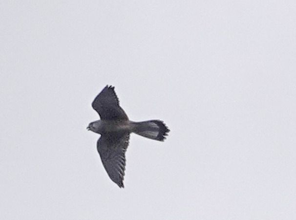 Gheppio  - Massimo Angei