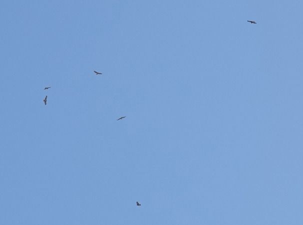 Biancone  - Massimo Angei