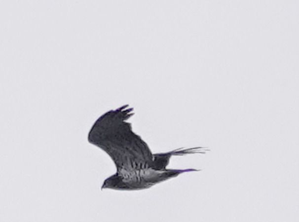 Biancone  - Massimo Angei