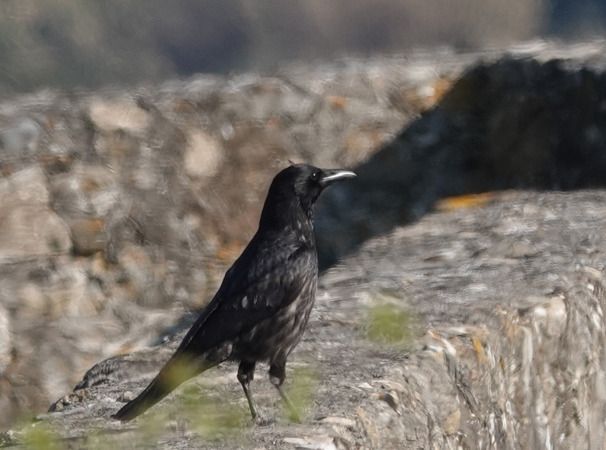 Ibrido Cornacchia nera x grigia  - Massimo Angei