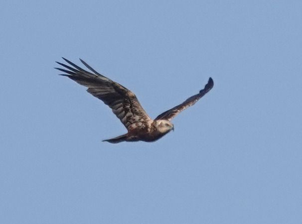 Falco di palude  - Massimo Angei