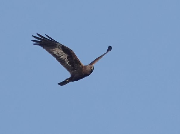 Falco di palude  - Massimo Angei