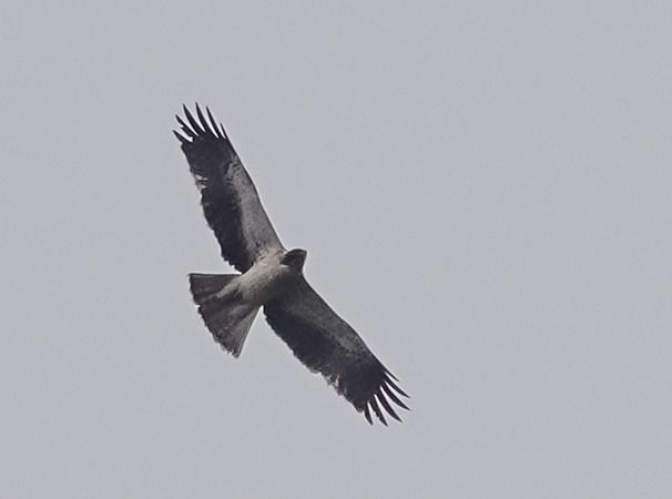 Aquila minore  - Massimo Angei