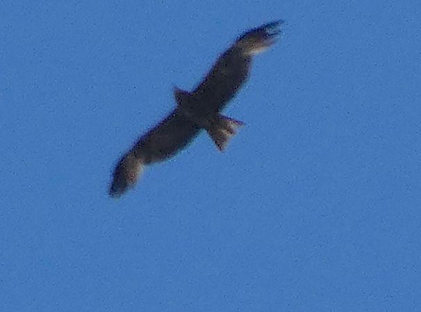 Nibbio bruno  - Massimo Angei