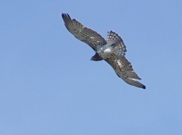 Biancone  - Massimo Angei