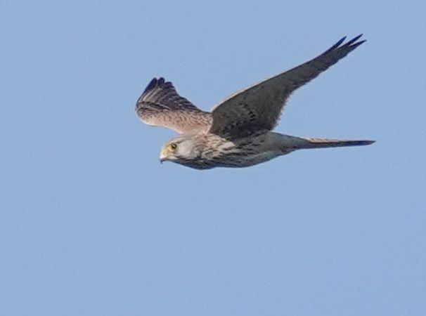 Gheppio  - Massimo Angei