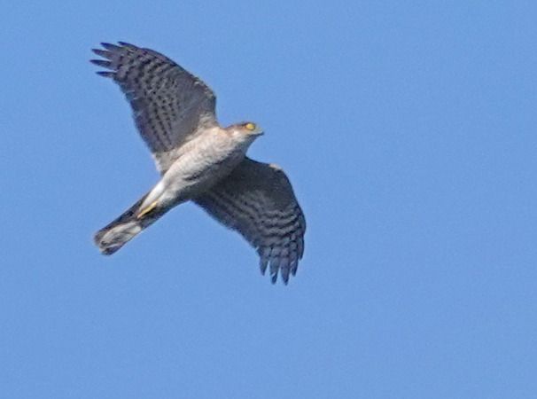 Épervier d'Europe  - Massimo Angei