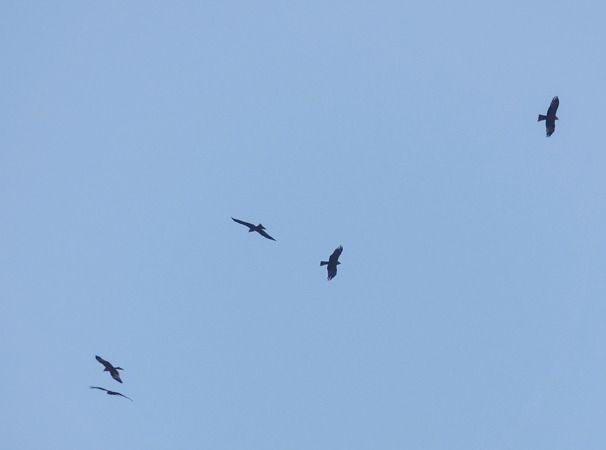 Nibbio bruno  - Massimo Angei