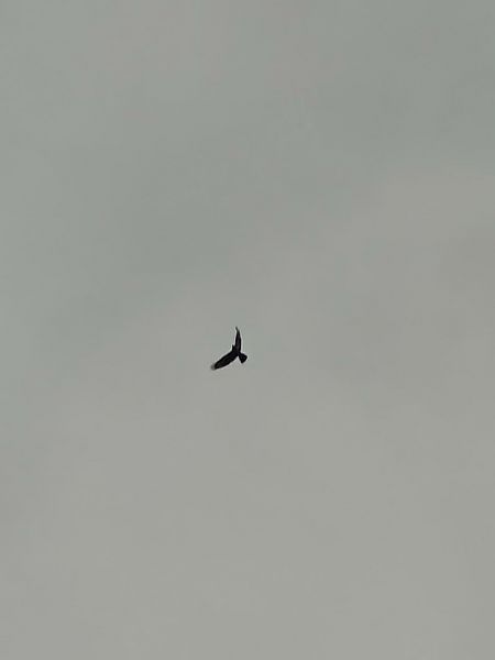 Poiana  - Chiara Asllani