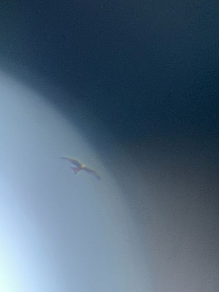 Nibbio reale  - Chiara Asllani