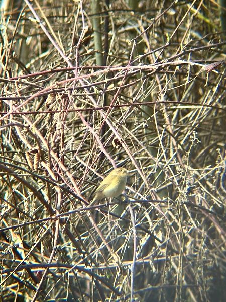Luì piccolo  - Chiara Asllani