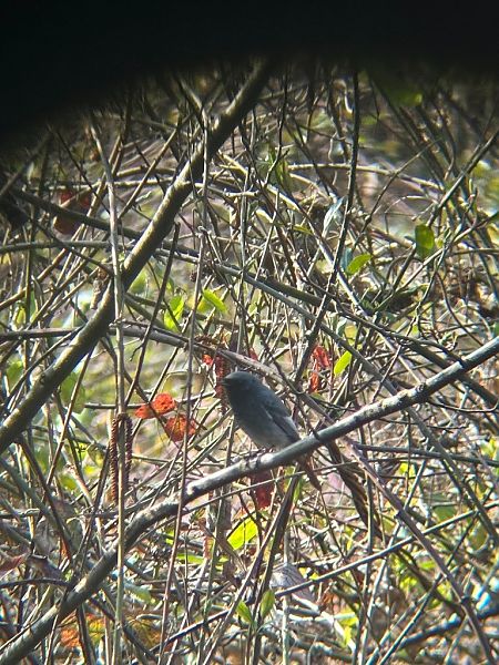 Codirosso spazzacamino  - Chiara Asllani