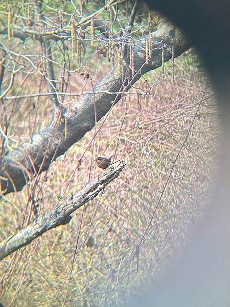 Scricciolo  - Chiara Asllani