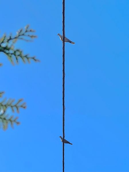 Tortora dal collare  - Chiara Asllani