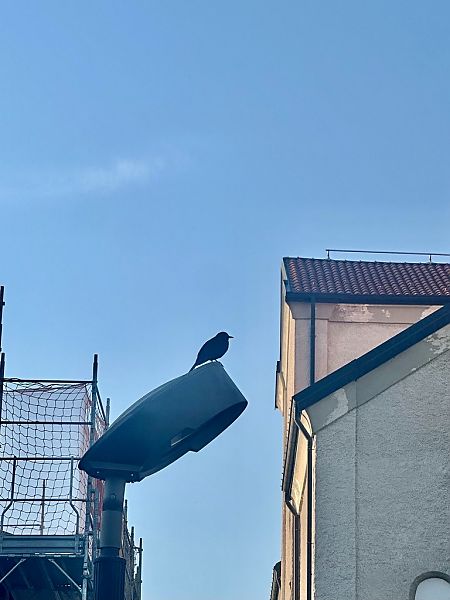 Merlo  - Chiara Asllani