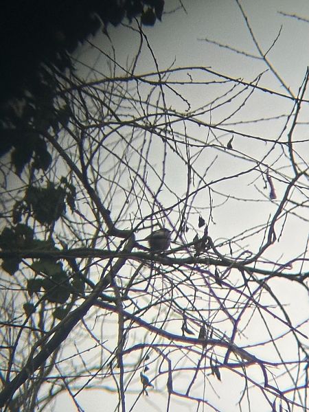 Codibugnolo  - Chiara Asllani