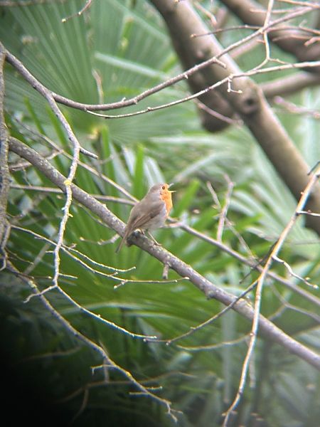 Pettirosso  - Chiara Asllani