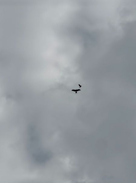 Nibbio reale  - Chiara Asllani