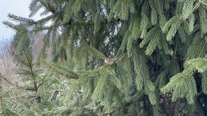 Fiorrancino  - Chiara Asllani