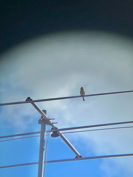 Verzellino  - Chiara Asllani