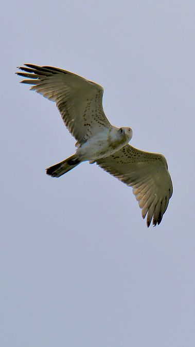 Biancone  - Pierluigi Aldo Maria Sacchetti
