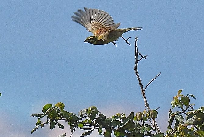 Zigolo nero  - Pierluigi Aldo Maria Sacchetti