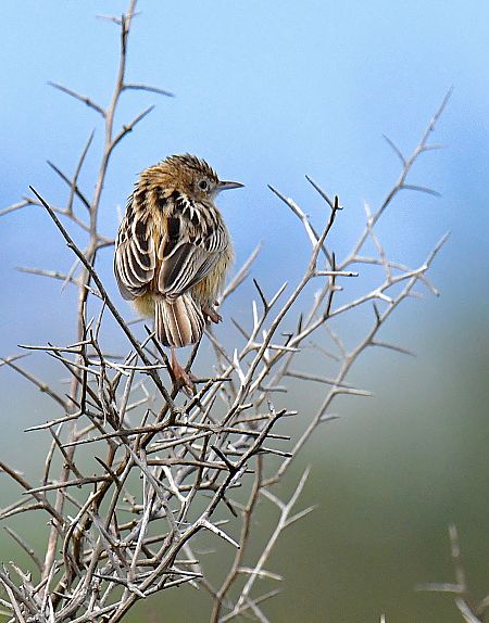 Beccamoschino  - Pierluigi Aldo Maria Sacchetti