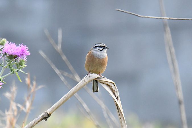 Zigolo muciatto  - Pierluigi Aldo Maria Sacchetti