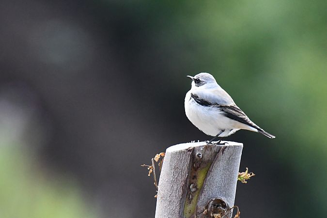 Culbianco  - Pierluigi Aldo Maria Sacchetti