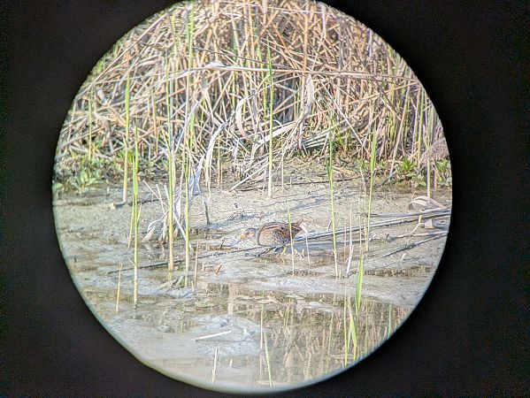 Voltolino  - Veronica Bresciani