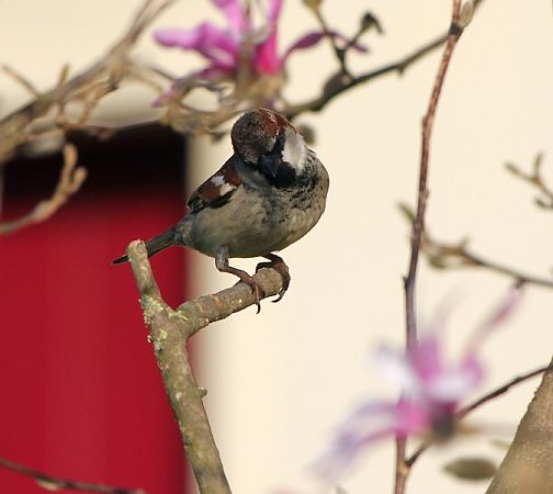 Passera d'Italia  - Giacomo Sgorlon