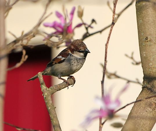 Italian Sparrow  - Giacomo Sgorlon