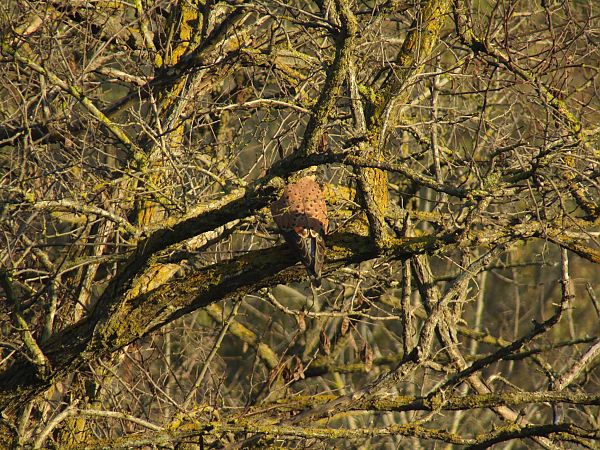 Turmfalke  - Denise Ruiu